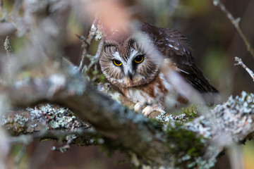 Northern saw whet owl