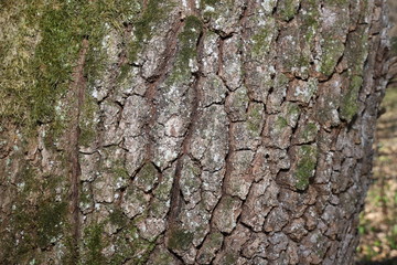 The bark of an oak tree. Highly detailed tree bark texture