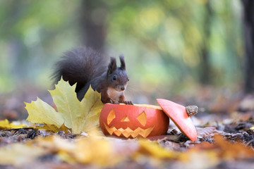 Cute black squirrel looking into an orange halloween pumpkin - trick or treat!
