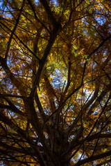 Fototapeta premium Low Angle View of Pine Tree in Autumn