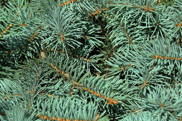 Naklejka na ściany i meble blue spruce needles in the park close-up texture background