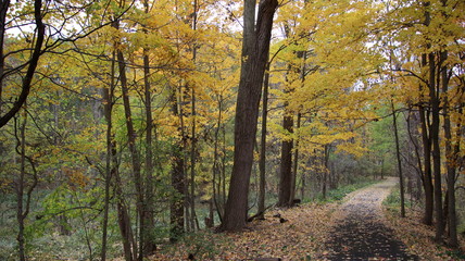Fall trail in forest
