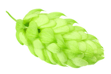 Green hops isolated on a white background