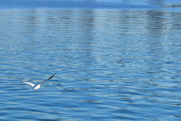 seagull in flight on the water of the blue sea preys on fish
