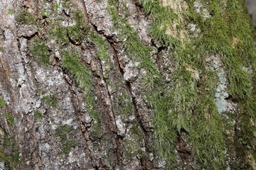 The bark of an oak tree. Highly detailed tree bark texture