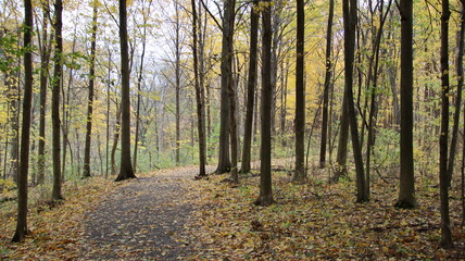 autumn in the forest