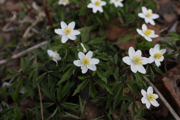 Forest anemone or Latin name "anemone sylvestris". The first spring flowers in the forest are white, tender, touching. Background - last year's leaves