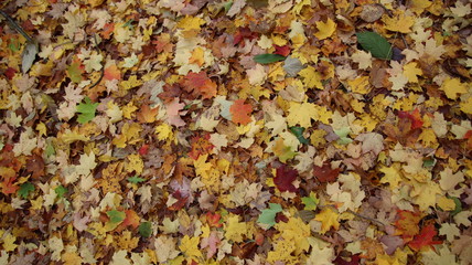 autumn leaves background