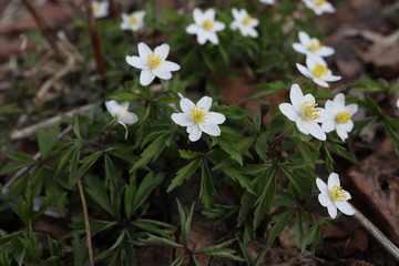 Forest anemone or Latin name 
