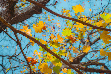 autumn leaves on tree