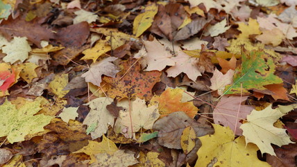 Beautiful Autumn Leaf background