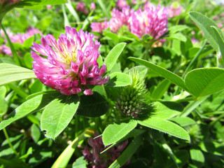 Fototapeta premium Red clover (Trifolium pratense) flowers in springtime. Close-up. Macro.