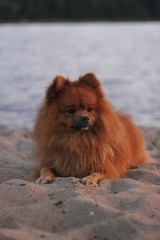 spitz