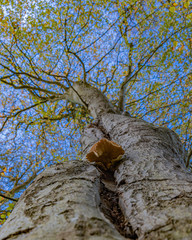 Fungi viewed from below growing out of a tree trunk with green foliage and blue sky