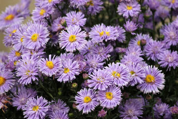 New England aster flowers with a blurred field