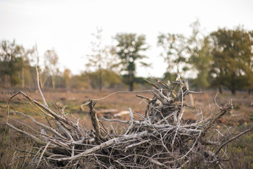 cool tree branches
