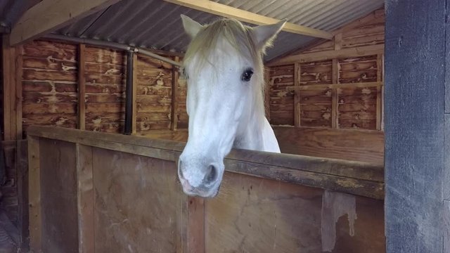 White horse with it's head poking out of a farm stable