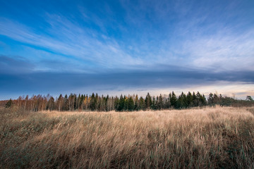 Tall grass field with forest and blue sky background during autumn.