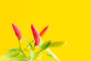 red and green hot peppers on yellow