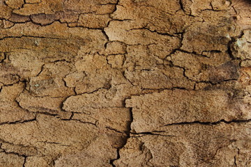 brown rough tree bark closeup texture background