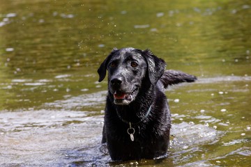 A portrait of a wet black labrador retriever dog in a river playing and waiting to play fetch with its master.