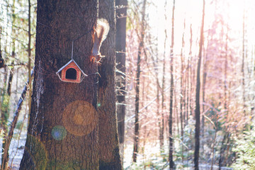  Squirrel House Wildlife in the Forest
