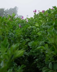 Campo de cultivo de papa