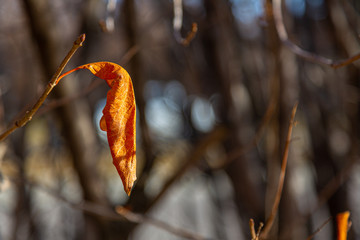 Obraz premium single fall leaf