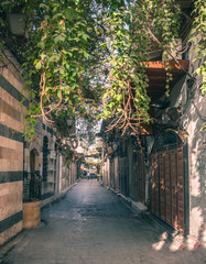 jasmine trees in one of the oldest lanes in Ancient City of Damascus (Syrian Arab Republic