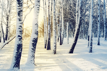 Winter birch grove at sunset, toned.  Winter forest. Cold winter landscape