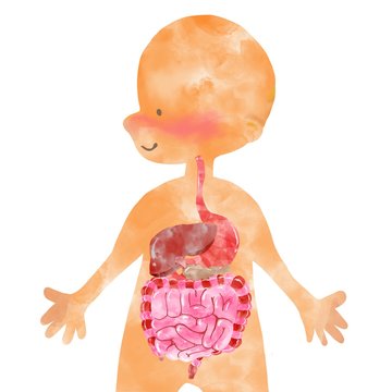 Watercolor Inner organs - human anatomy diagram with internal organs