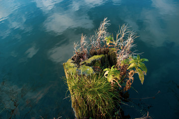 a dead stump and the living water