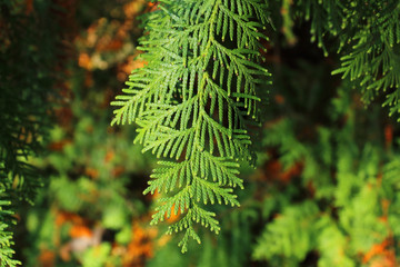 thuja needles tree leaves close-up texture background