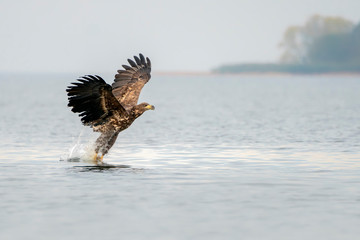 white tailed eagle (Haliaeetus albicilla) taking a fish out of the water of the oder delta in...