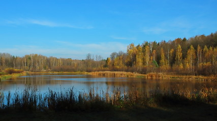 birch forest lake with yellow leaves blue sky in autumn
