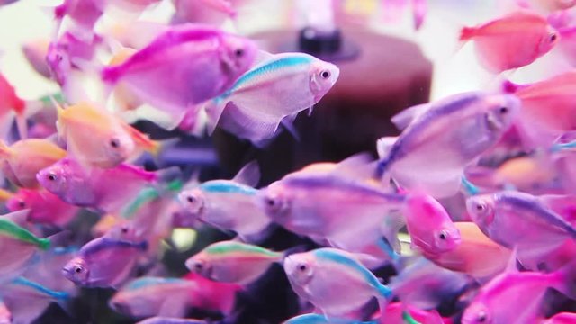 Beautiful Rainbowfish Swimming in Fish Tank