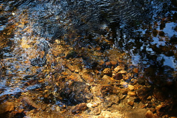 View of the water in a stream with a beautiful rocky bottom in shallow water