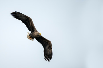 white tailed eagle (Haliaeetus albicilla) flies above the water of the oder delta in Poland, europe. Writing space.