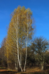 Fototapeta premium yellow birch leaves near the road in autumn