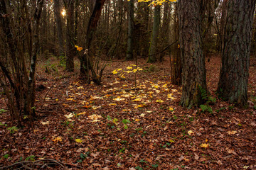 Autumn landscape. Forest glade covered with yellow fallen leaves against the background of dark tree trunks.