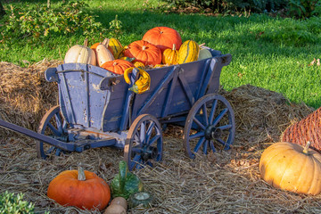 harvest festival or thanks giving decoration in autumn