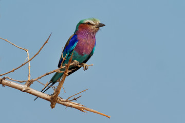 Lilac-breasted Roller - Coracias caudatus - colorful magenta, blue, green bird in Africa, widely distributed in sub-Saharan Africa, vagrant to the Arabian Peninsula, prefers open woodland and savanna