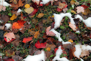 Early fall snow on leaves