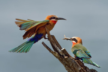 White-fronted Bee-eater - Merops bullockoides  green and orange and red bird widely distributed in...
