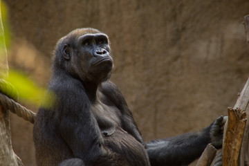 Fototapeta na wymiar Gorilla Weibchen
