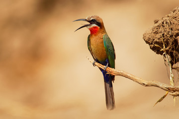 White-fronted Bee-eater - Merops bullockoides  green and orange and red bird widely distributed in...