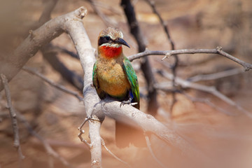 White-fronted Bee-eater - Merops bullockoides  species of bee-eater widely distributed in sub-equatorial Africa
