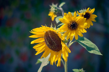 Three decorative sunflowers