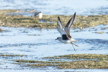 Black bellied Plover