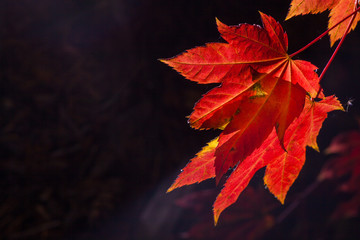 Maple leave in Fall